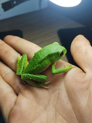 Phyllomedusa tarsius