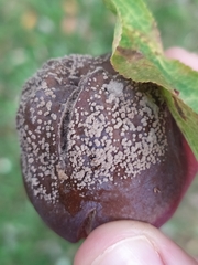 Monilinia fructicola