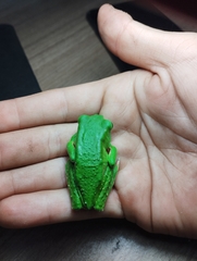 Phyllomedusa tarsius