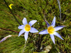 Romulea tabularis