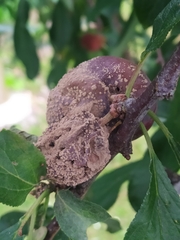 Monilinia fructicola