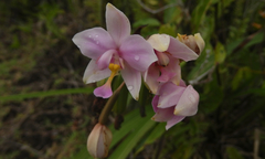 Spathoglottis