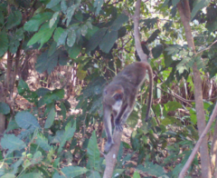 Cercopithecus neglectus