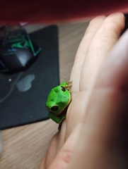 Phyllomedusa tarsius