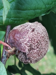 Monilinia fructicola