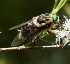 Scaptia auriflua