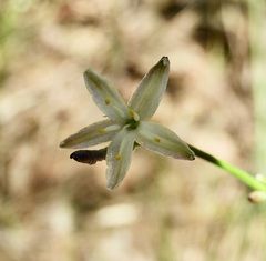 Caesia parviflora