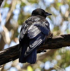 Corvus mellori