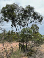 Eucalyptus viridis