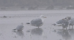 Larus argentatus × glaucescens