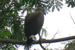 Haliaeetus ichthyaetus