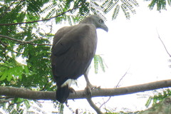 Haliaeetus ichthyaetus