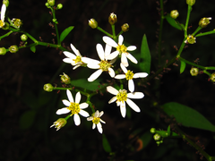 Aster scaber