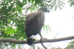 Haliaeetus ichthyaetus