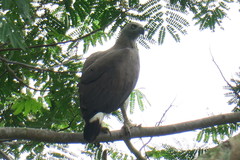 Haliaeetus ichthyaetus