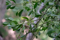 Phoradendron quadrangulare