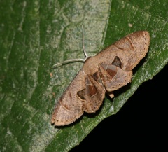 Phazaca leucocera