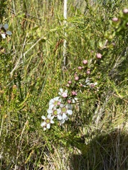 Myrtaceae