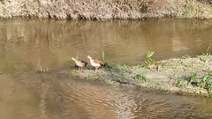 Alopochen aegyptiaca