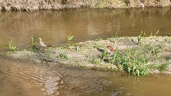 Alopochen aegyptiaca