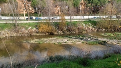 Alopochen aegyptiaca