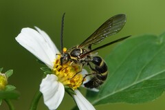 Phalerimeris phalerata