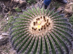 Echinocactus platyacanthus