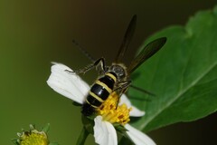 Phalerimeris phalerata