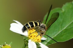 Phalerimeris phalerata