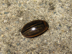 Hydaticus grammicus