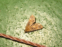 Elophila turbata