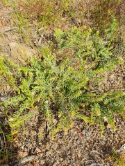 Grevillea lanigera