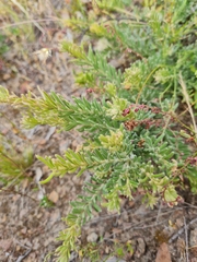 Grevillea lanigera