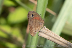 Cassionympha cassius