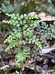 Lindsaea trichomanoides