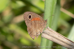 Cassionympha cassius