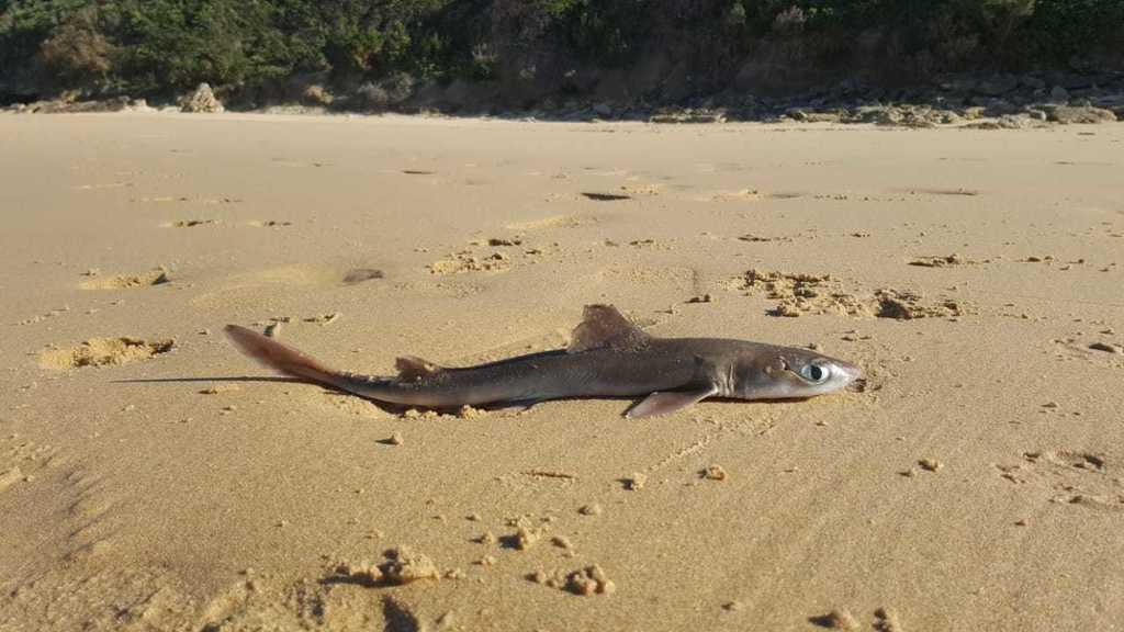Bluntnose Spiny Dogfish