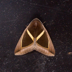Chalciope mygdon