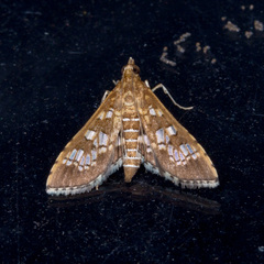 Sameodes cancellalis