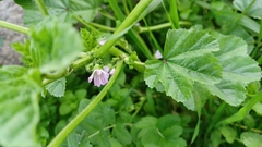 Malva nicaeensis