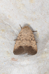 Athetis terminata