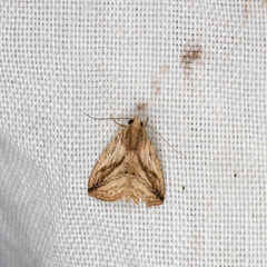 Rivula striatura