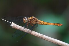 Orthetrum testaceum