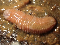 Euphrosine aurantiaca