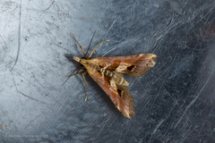 Diasemia accalis