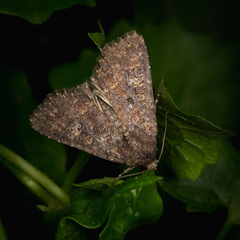 Condica illecta