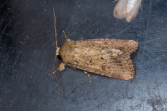 Spodoptera pecten