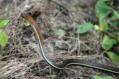 Dendrelaphis caudolineatus