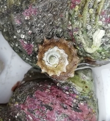 Bellastraea squamifera