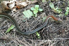 Dendrelaphis caudolineatus